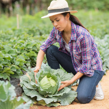 Cabbage