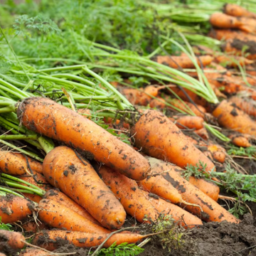 Carrot