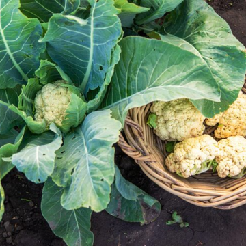 Cauliflower