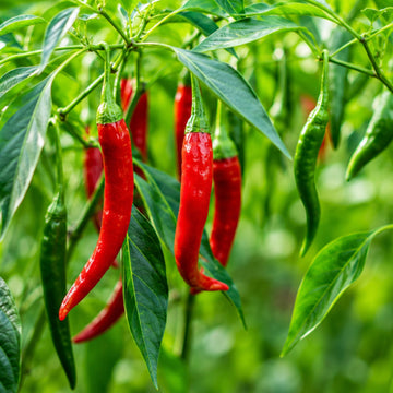 Chilli
