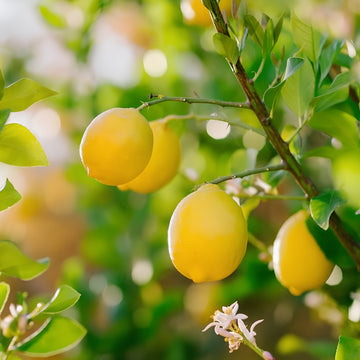 Citrus