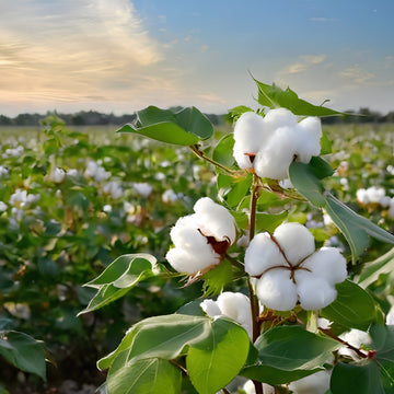 Cotton