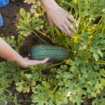 Cucurbits