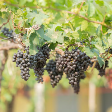Grapes