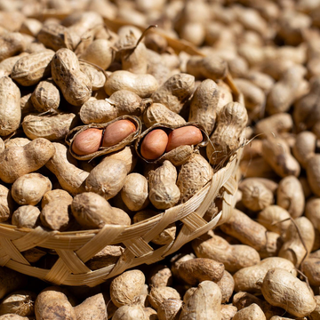 Groundnut