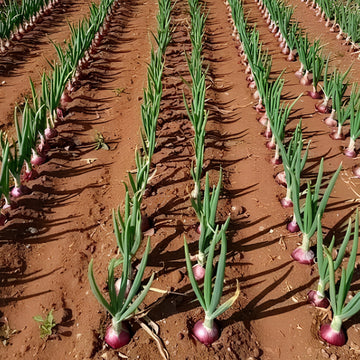 Onion