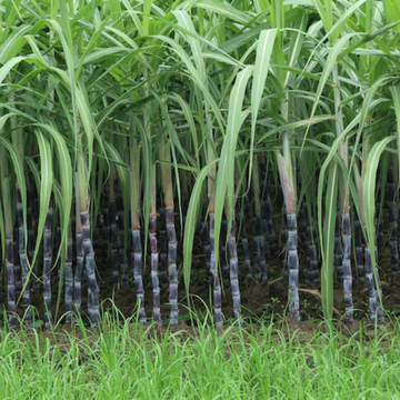 Sugarcane