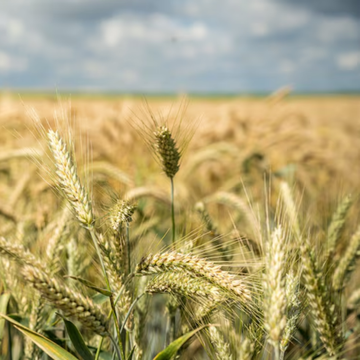 Wheat